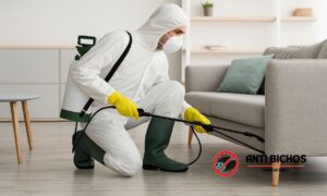 Arañas, cucarachas y más: Soluciones de fumigación urgentes en la CDMX